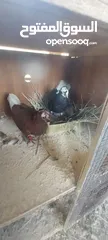  3 جوز تكلجي الفحل احمر والطيره سودا مع فراخهم