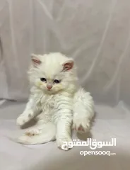  5 قطط للبيع النوع شيرازي لعوبين جدا