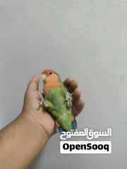  7 لافبيرد اليف