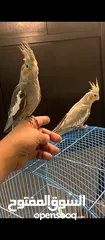  2 ببغاء كوكتيل
