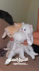 8 Mix persian kittens