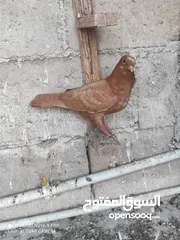  6 حمام للبيع