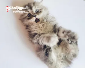  2 قطط للبيع بأسعار مغرية