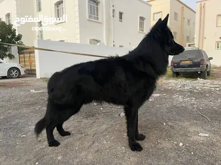  1 King Size German Shephard