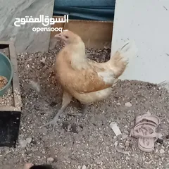  2 One Rooster and 3 Hen( egg laying)