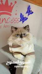  2 Himalayan cats male high quality bread