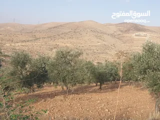  5 سبع دونمات في صروت مزروعة زيتون اطلالة مرتفعة منطقة شاليهات الدونم عشرين قابل