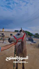  6 حصان عربي مسجل للبيع
