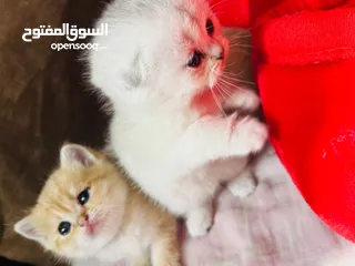  9 قطط سكوتش سلفر شدد