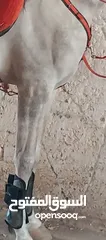  1 حصان عربي للبيع
