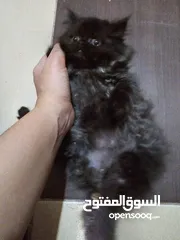  2 ذكر هملايا نقي