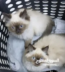  1 قطط هملايا للبيع ذكر وانثى اسمها بيلا وفطعه عمر 4 شهور السعر شامل الاثنين