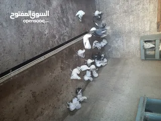  8 طيور حمام هزاز وكرينقوا