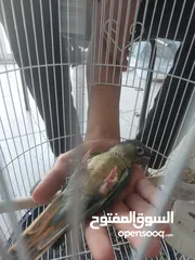  1 ببغاء كنيور نوع بيرلي و مزيد من الطيور و مستلزماتها