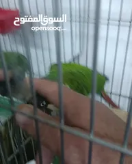  8 ببغاء جرين شك أليف
