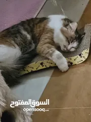  13 قط انثى شيرازي مكس حامل من سكوتش فولد   ماخد جميع المطاعيم البيع بسعر المطعوم فقط