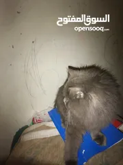  3 قط شيرازي للبيع العمر 8 اشهر