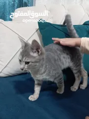  2 توبي كات (بندق) قط جميل جدا وأليف the best cat i have ever seen and i loke it