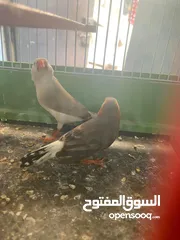  2 حضيره زيبرا ايزابيل و بلاك و هاف