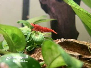  9 Red cherry shrimp