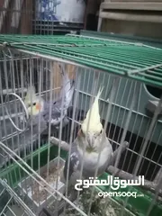  1 كوكتيل نخب