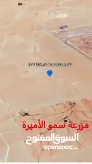 12 الكتيفة أفضل حوض , كيلو متر واحد فقط عن مطار الملكة علياء الدولي, 700 م عن مزرعة سمو الأميرة الموقر