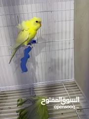  3 طيور مميزة للبيع