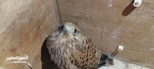  1 طائر العوسق  او ما يسما الباشق  للبيع  الون بني   فرخ  عمره في الخاص