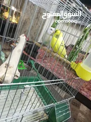  2 جوز حب للبيع كاش بسعر 20 دينار