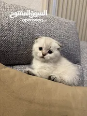  1 قطط سكوتش فولد للبيع