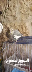  1 ببغاء كوكتيل