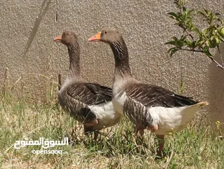  10 جوز وز حجم جامبو للبيع او للبدل على جاج بياض او ارانب موجود في جرش