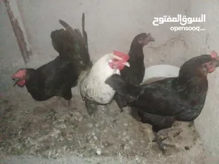  1 دجاج بلدي بياض للبيع