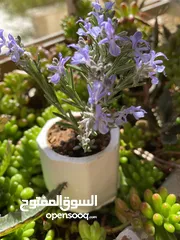  11 توزيعات هدايا