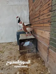  2 جوزين سكندراني شغالات ومكفولات