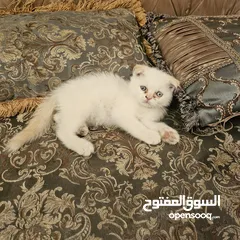  5 قطط راغدول مكس سكوتش
