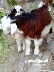  2 جدي رحبي ما شاء الله