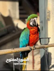  2 ارة هارلي كوين