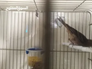  16 طيور كناري لون مخملي  للبيع المستعجل ( اقرأ الوصف جيدا )