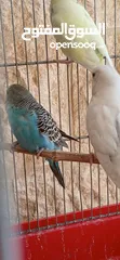  1 طيور حب [بادجي] 2 متوالفات و نشاط و نظافه تبارك الله .........