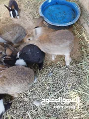  3 ارانب هجين عماني فرنسي