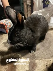  2 Rabbits for sale