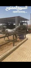  1 مهره عربيه مسجله عمرها سنه واربع شهور للبيع