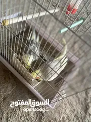  5 جوز كوكتيل بايد للبيع مستعجل