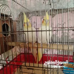  3 جوز كوكتيل لاتينو