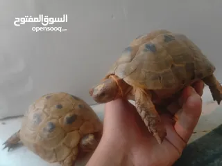  2 الوصف/سلاحف ذكر وأنثى الانثى حامل السعر الوحده 8 دنانير اردني