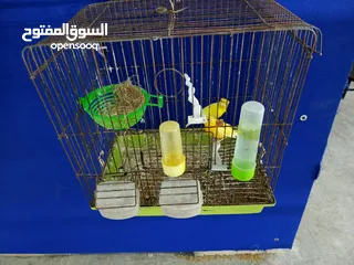  1 جوز كنار ليموني مقبر مع جزري تحته بيضتين  مع القفص ب 25 د نهائي  الزرقاء جبل الأمير حسن