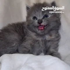  2 قطط سكوتش فولد