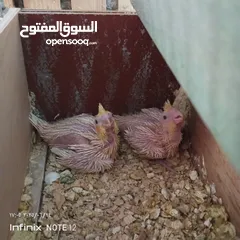 1 طيور كوكتيل فراخ للزق اليدوي