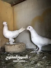  8 جواز وطيوره حمام مرتبات